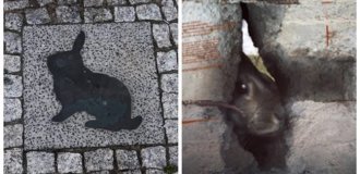 Канінхенфельд – територія вільних кроликів (9 фото)
