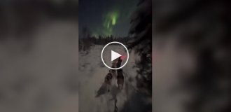 Ночная поездка в собачьей упряжке