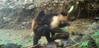 Эксперты пытаются выяснить, почему капуцины воруют детёнышей ревунов (8 фото + 1 видео)