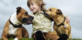 A veterinarian named five dog breeds that are ideal for families with children (6 photos)