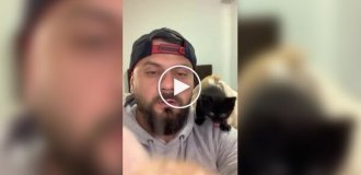 Котячий нянь