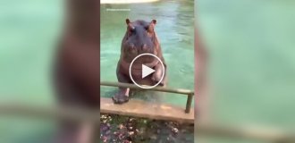 A hippopotamus made a funny dive into the water