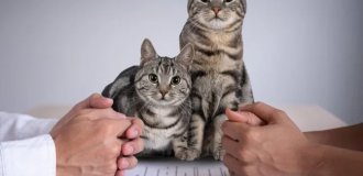 Турецкий тренд – алименты на котов (5 фото)