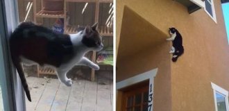 Притяженья больше нет: 30 котиков, которые плевать хотели на законы физики (32 фото)