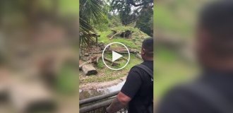 Вызвал вожака на поединок