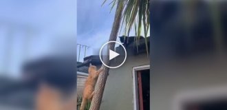 Мстивий сліпий кіт