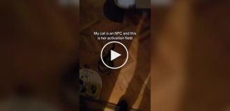 Домашний кот ведет себя так, словно он NPC в игре