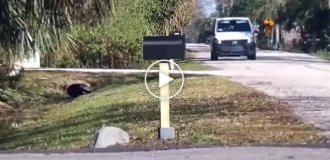 Хлопці пожартували з листоноші