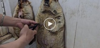 Marmots' Reaction to Nail Trimmings