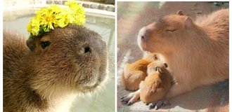 8 удивительных фактов о капибарах: как живут короли водно-болотных угодий и природные оттоманки (10 фото)