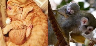 16 милых семейств из мира животных, которые растопят любое сердце (17 фото)