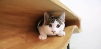 22 необычные вещи, созданные дизайнерами и умельцами для животных (23 фото)