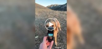 Мужчина дал своей собаке камеру