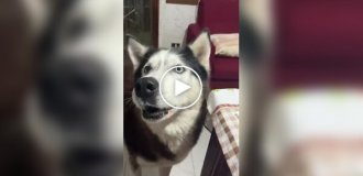 Attention, Italian husky