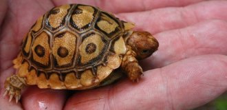The smallest turtle in the world. Unable to reproduce until she gets enough sleep (5 photos)