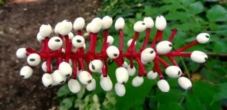 Странные растения (20 фото)