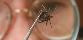 10 паразитов, которых следует опасаться летом (11 фото)