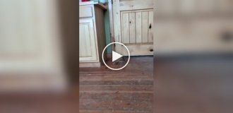 Броненосець упіймав яблуко