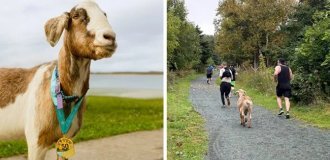 Козел по кличке Джошуа стал звездой полумарафона и получил медаль (10 фото)