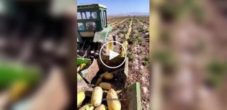 Pumpkin harvest in the city of Abada, Persia