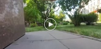 В Казахстане коты помогают искать пропавших сородичей