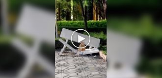 A cat busily sat down on a destroyed bench