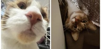 25 Fluffy Animals That Gave Their Owners A Piercing And Captivating Look (26 photos)