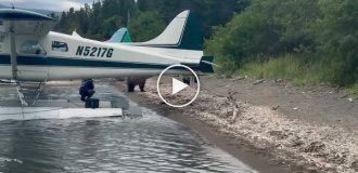 Бесстрашная женщина снимает семейство медведей