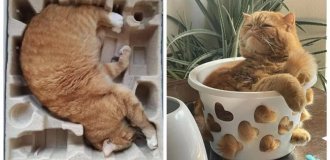 Коты могут сидеть, где угодно и как угодно. Вот 22 доказательства (23 фото)