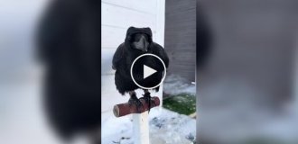 Очень умный ворон