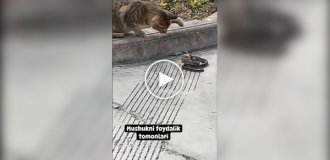 Кот нашел опасную змею и понес хозяину