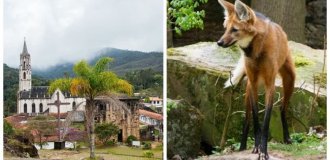 Santuario do Caraça – the holy refuge of unusual wolves (11 photos + 1 video)