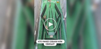 Кто умнее: собак или свинья