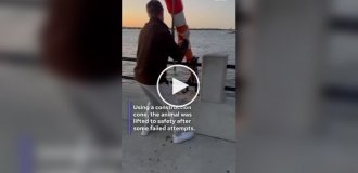 Пара спасла енота с помощью дорожного конуса