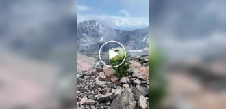 Сніговий лотос у горах Тянь-Шаня