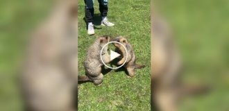 Королівство бабаків у Китаї