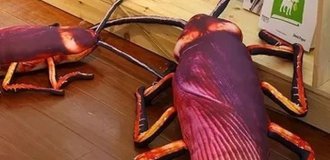 New hit: huge anti-stress cockroaches (7 photos)