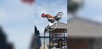 Long alarm clock made from a rooster