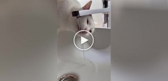 A cat learned to open the water