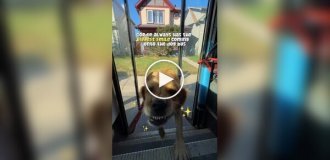 Водитель автобуса для собак: работа мечты