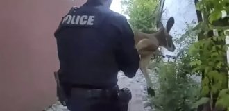 В США кенгуру заставил полицейских отправиться за ним в погоню (2 фото + 1 видео)