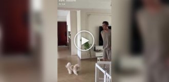 A dog's attempt to catch a ball