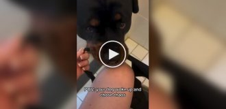 Ротвейлер влаштував "перетягування каната"