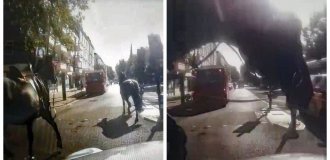 Паніки, що втекли гвардійські коні в нападі, пронеслися Лондоном (7 фото + 4 відео)
