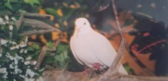 В США умер самый старый голубь в мире — ему было 44 года (2 фото)