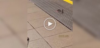 Крысы подрались из-за еды в лондонском метро