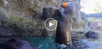 Выдры сыграли в баскетбол тыквами
