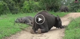 Drunk elephants can't stand on their feet