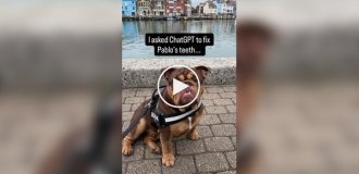 Пес с голливудской улыбкой