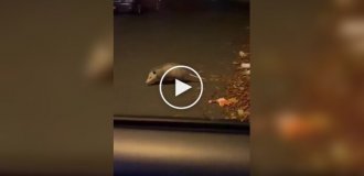 Опоссум продемонстрував свій талант